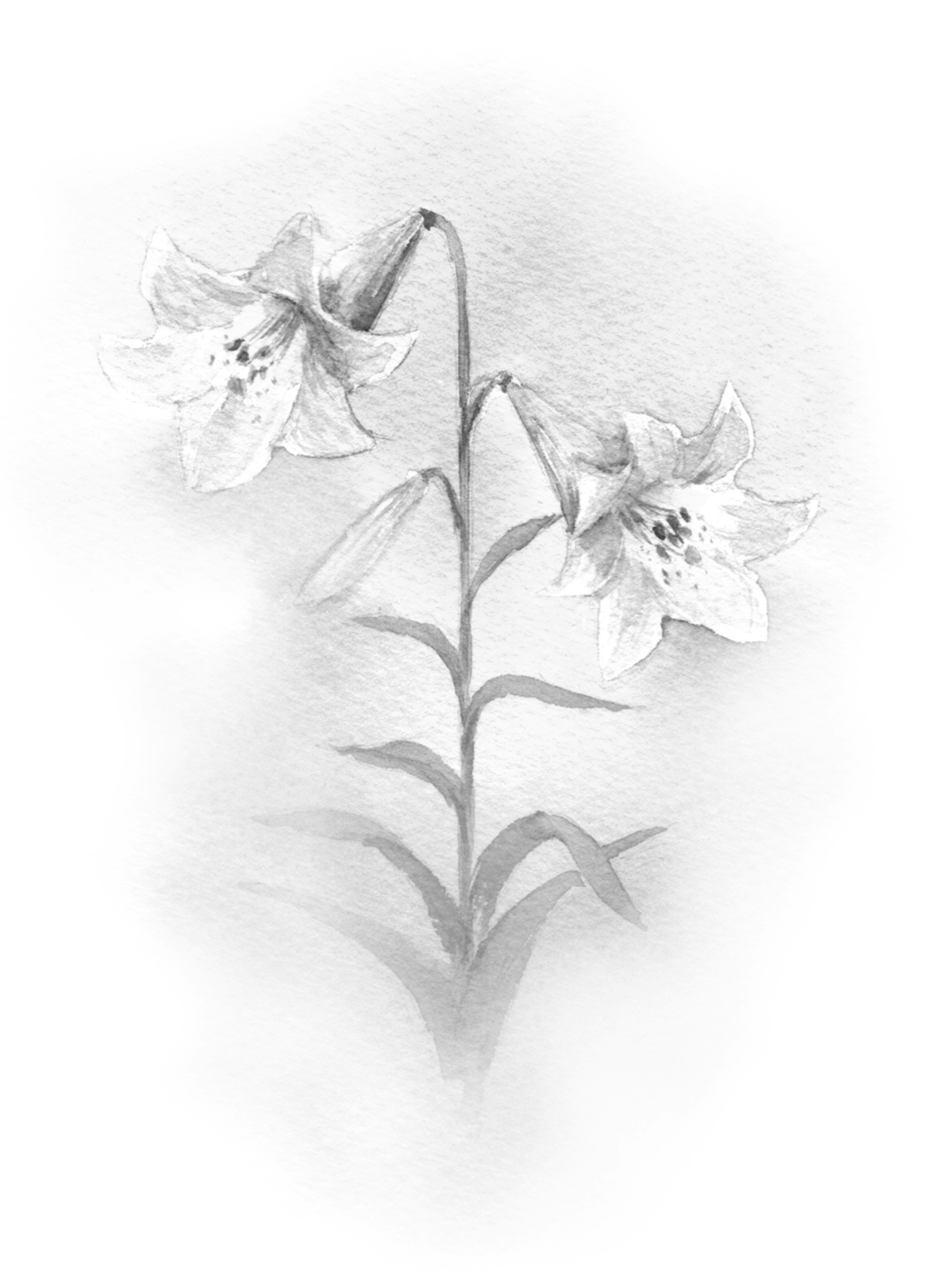 Lily Flower Art